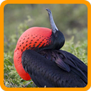 Guess The Animal APK