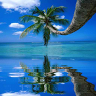 Coconut Tree on the Beach LWP ícone