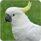 Cockatoo Sounds ikon