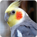 Cockatiel Singing : Cockatiel Sounds APK