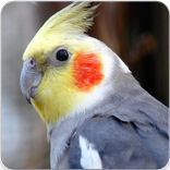 Cockatiel Singing : Cockatiel Sounds