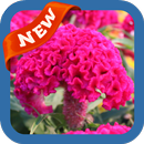 Cockscomb Wallpaper APK