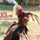 Live Streaming Cock Fighting icon