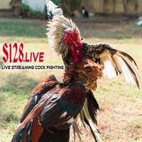 Live Streaming Cock Fighting poster