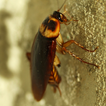 ”cockroach live wallpaper
