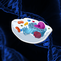 Biology Battle
