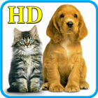 Cats and Dogs Wallpapers HD 아이콘