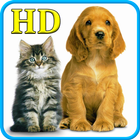 Cats and Dogs Wallpapers HD biểu tượng