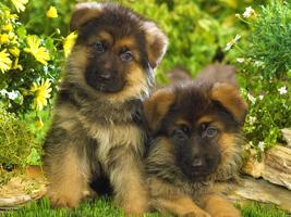 Cats and Dogs Wallpapers HD capture d'écran 1