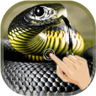 Magic Touch Cobra Attack icon
