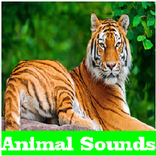 Animal Sounds