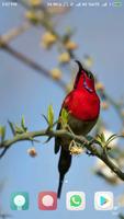 Beautiful Birds Wallpapers تصوير الشاشة 1