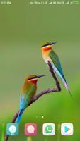 Beautiful Birds Wallpapers تصوير الشاشة 2