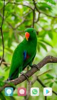 Beautiful Birds Wallpapers اسکرین شاٹ 3