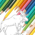 Coloring Books For Kids : Deer