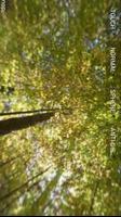Panorama 360 Forest poster