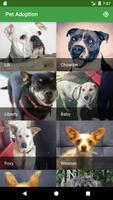 Pet Adoption Affiche