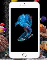 Betta Splendens Wallpaper Affiche