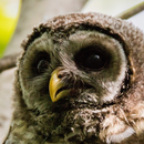 cool owl wallpaper APK