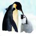 Cute Penguin HD Wallpaper