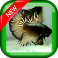 Cool Betta Fish Wallpapers