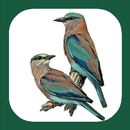 APK Birds of Europe & Palearctic