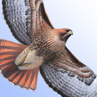 Sibley Birds - Lite icono