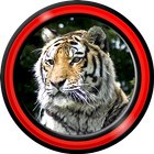 tijger live wallpapers-icoon