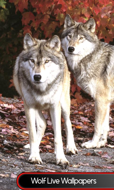 Living wolfs. Волк живой. Волк фото. Покажи мне волка. Покажи живого волка.