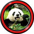 panda live wallpapers APK