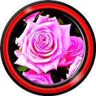 ikon mawar merah muda hidup wallpa