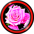 rosas de color rosa vivo fondo icono