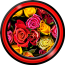 rose live wallpapers APK