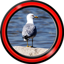 live wallpapers mouette APK