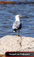 live wallpapers mouette Affiche