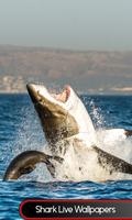requin live wallpapers Affiche