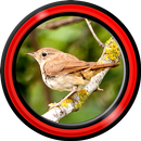 le chant des oiseaux vivent fo APK