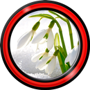 Snowdrops Live Wallpapers APK