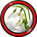 ライブ壁紙をスノードロップ APK