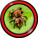 Spider Live Wallpapers APK