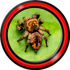 Spider Live Wallpapers آئیکن