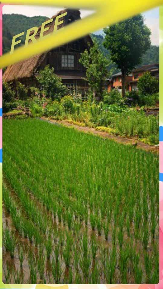 Cool Rice Field Design For Android Apk Download - rice farm roblox