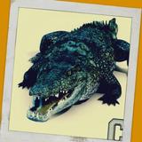 Dangerous Crocodile Simulator icône