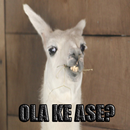 APK Ola ke ase