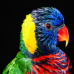 Colorful Parrot HD  Wallpaper