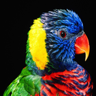 Colorful Parrot HD  Wallpaper biểu tượng