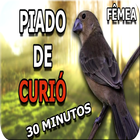 Curió Praia Clássico Repetidor Zeichen
