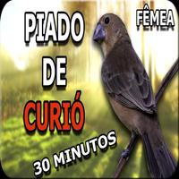 Curió Praia Clássico Repetidor Plakat