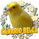 CANARIO BELGA CAMPAINHA LUTEUS APK