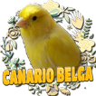 CANARIO BELGA CAMPAINHA LUTEUS